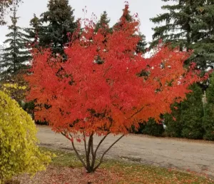 Amur Maple:  'Royal Crown Clump' (Jf)