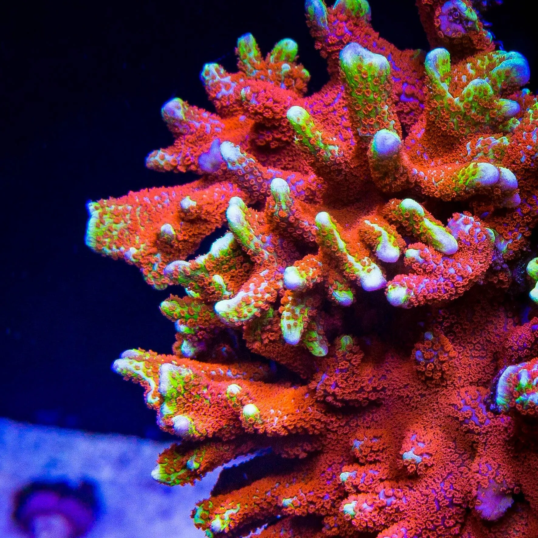 Bubblegum Digitata Montipora Coral