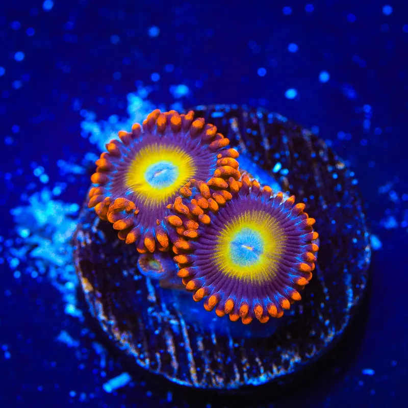 Circus Freak Zoanthid Coral