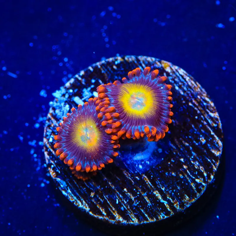 Circus Freak Zoanthid Coral