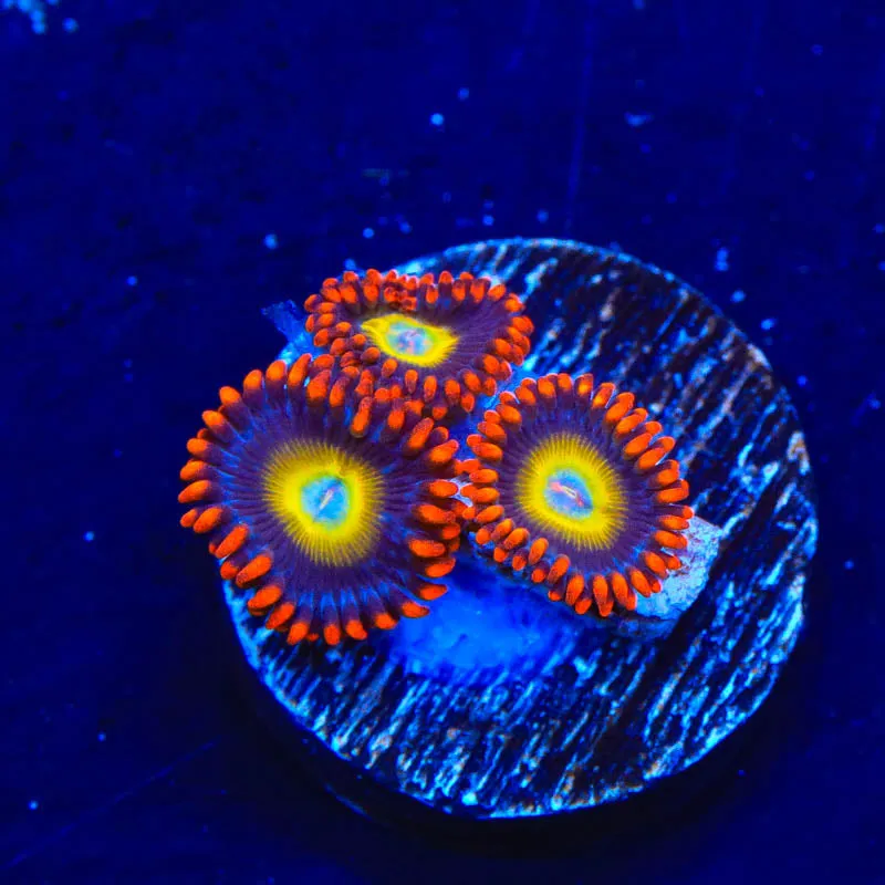 Circus Freak Zoanthid Coral