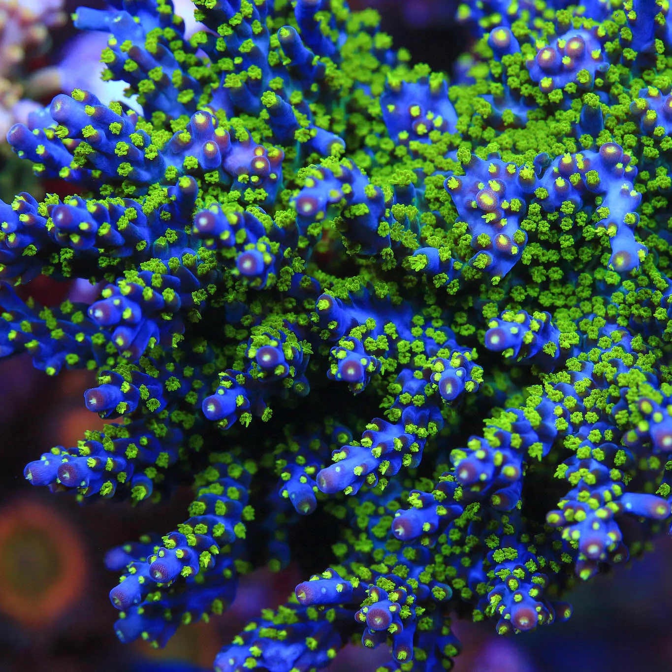 Garf Bonsai Acropora Coral - BYR