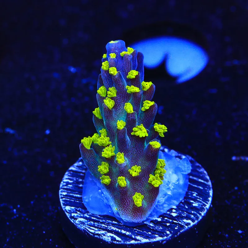 Garf Bonsai Acropora Coral - BYR