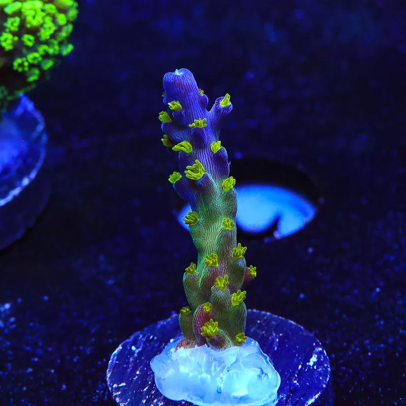 Garf Bonsai Acropora Coral - BYR