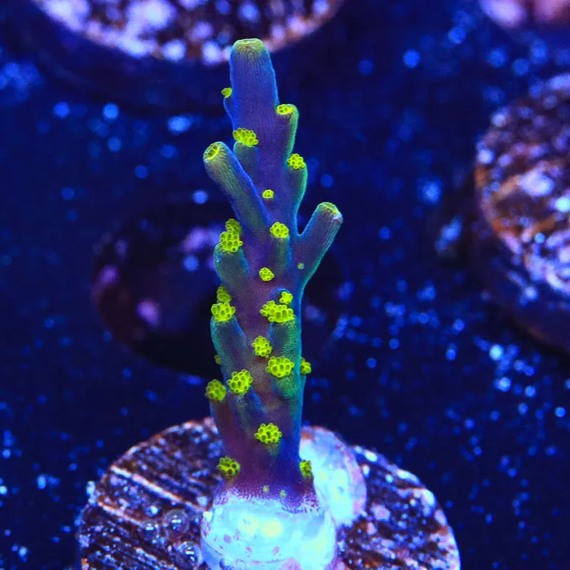 Garf Bonsai Acropora Coral - BYR