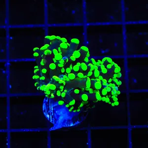 Highlighter Frogspawn Coral