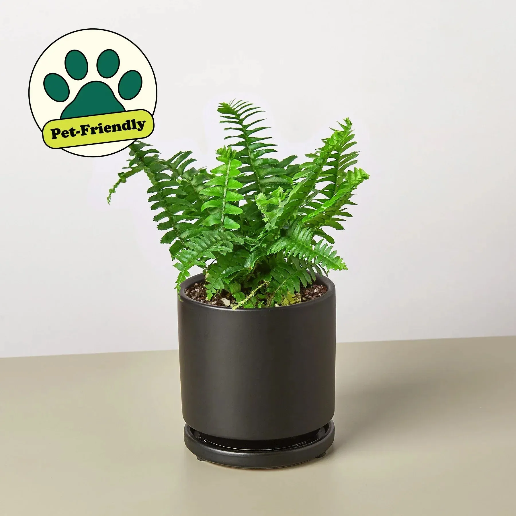 Jester's Crown Fern