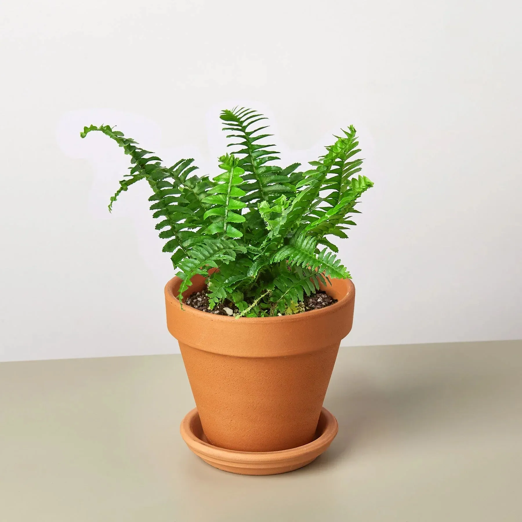 Jester's Crown Fern