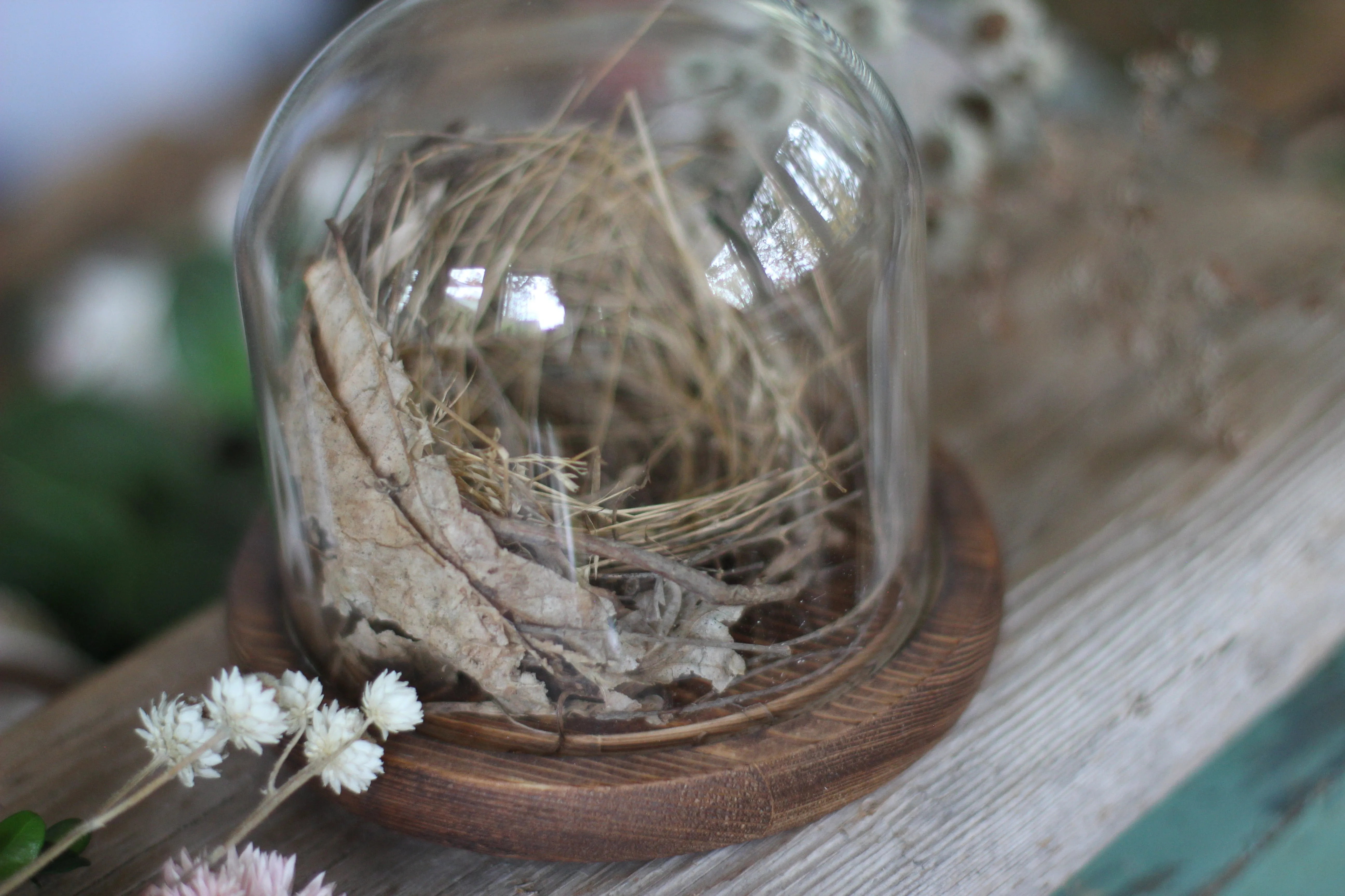 Medium Dome / Cloche With Bird’s Nest