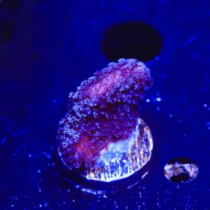 Purple Stylophora Coral