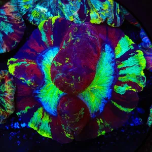 Rainbow Trachyphyllia Coral XL (6-8in)