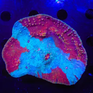 Raspberry Freeze Chalice Colony Coral