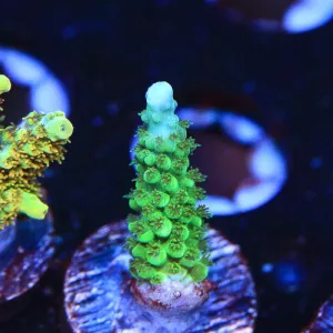 TSA Aquamarine Stag Acropora Coral