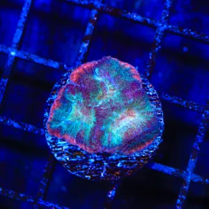 TSA Bleeding Moss Favia Coral