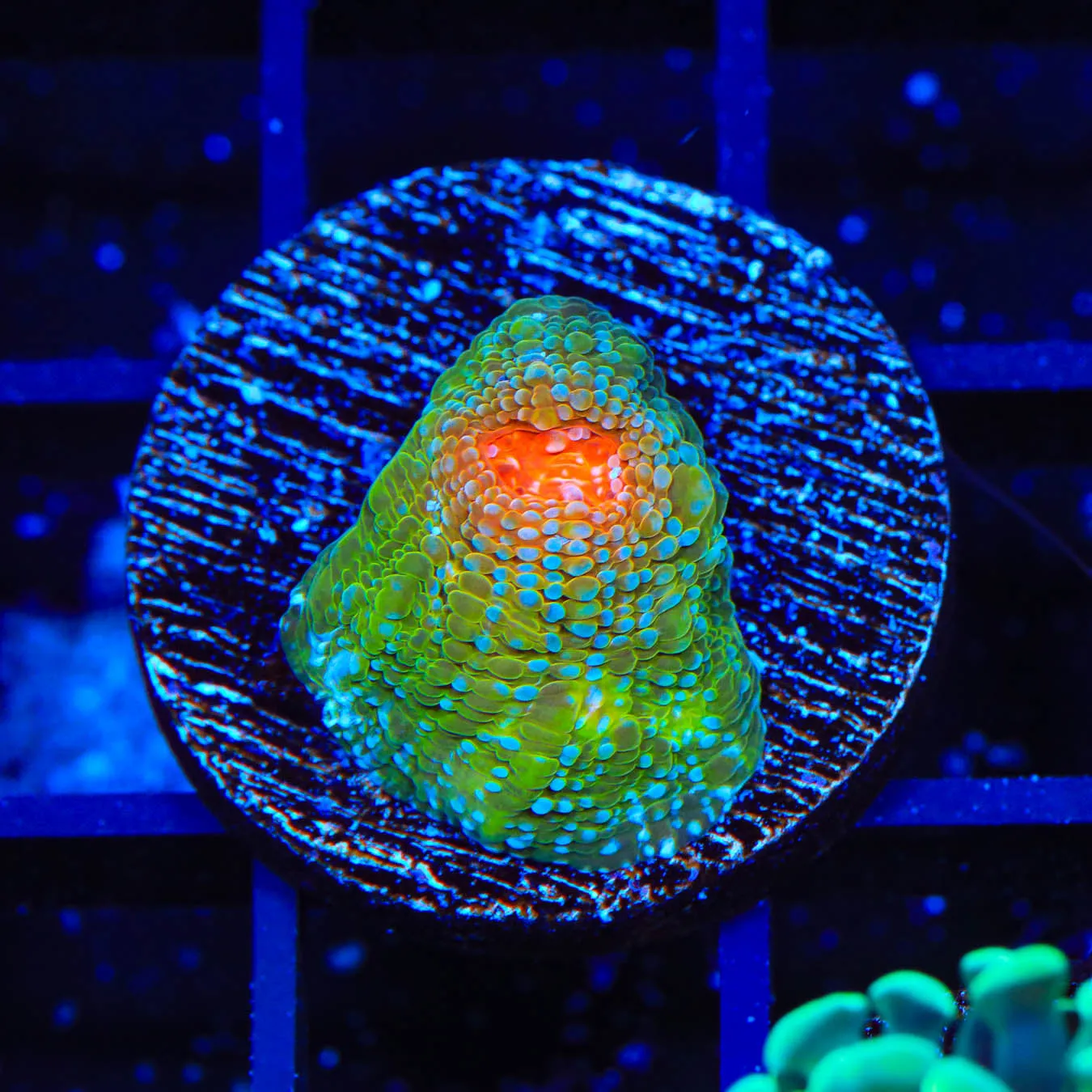 TSA Bubblegum Nightmare Chalice Coral