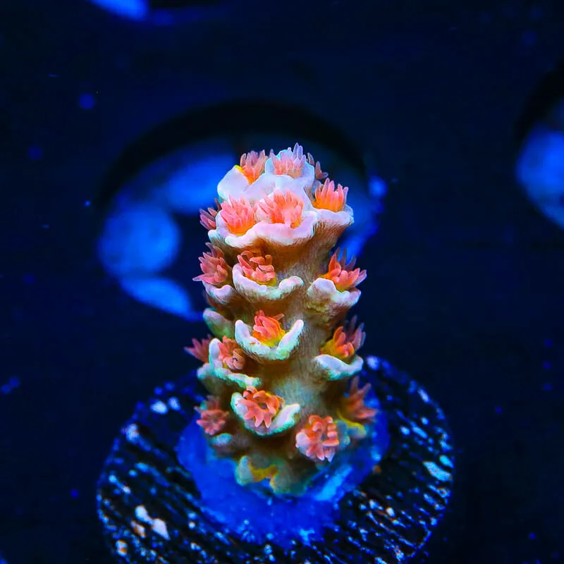 TSA Firestorm Acropora Coral