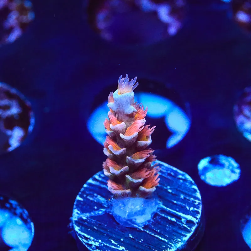 TSA Firestorm Acropora Coral