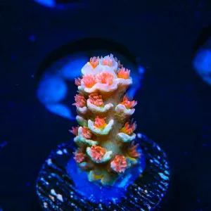 TSA Firestorm Acropora Coral