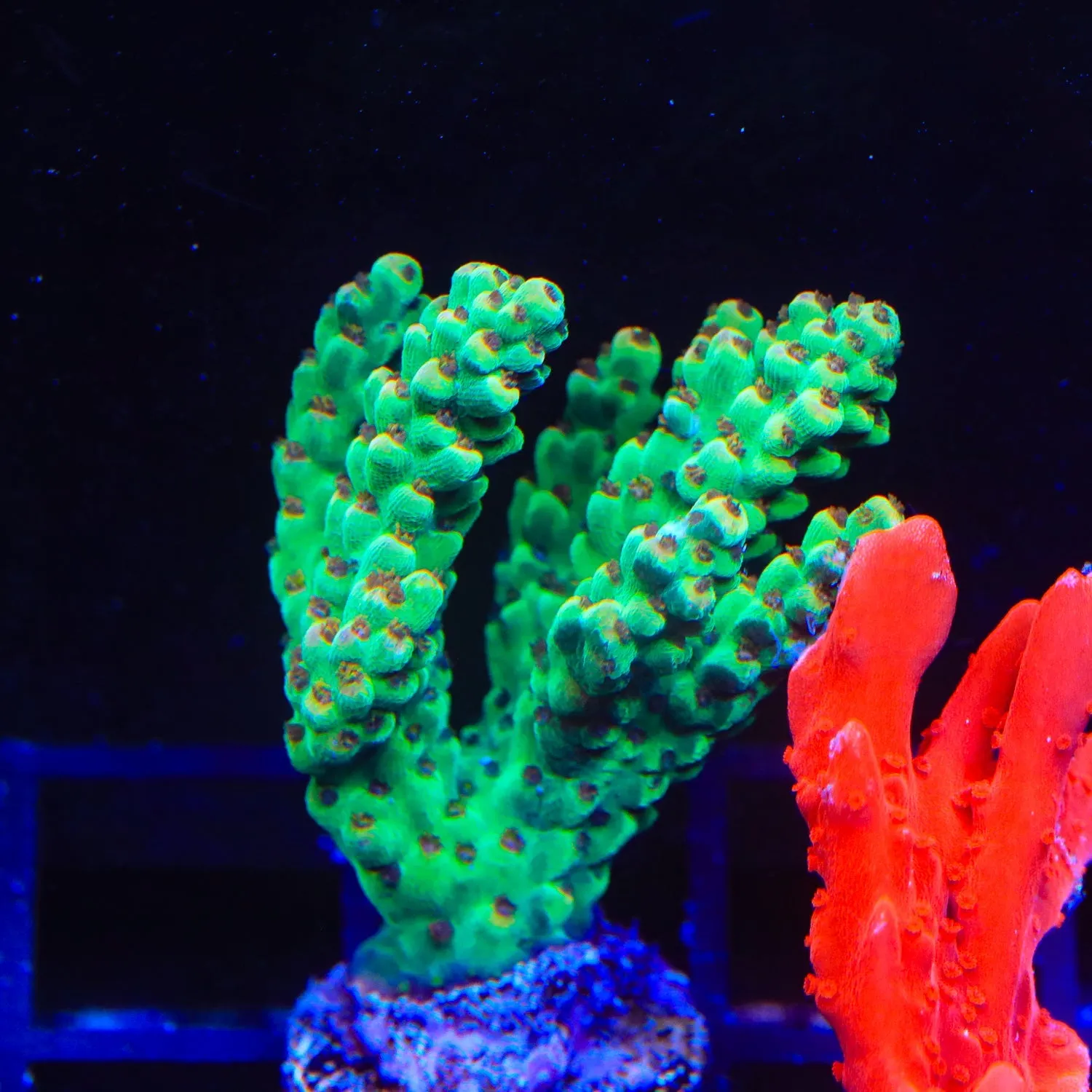 TSA Granny Smith Acropora Coral