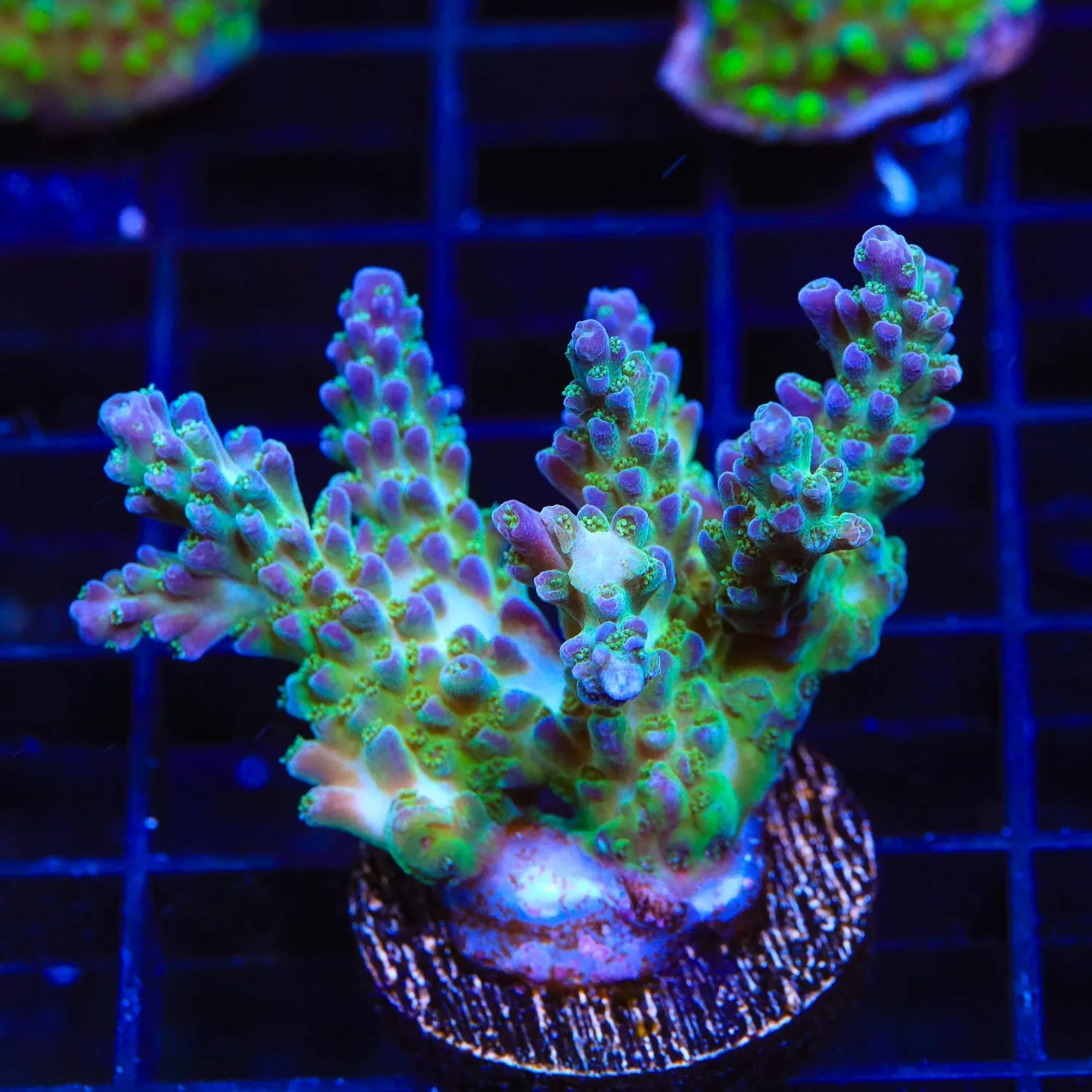 TSA Mossberry Acropora Colony Coral