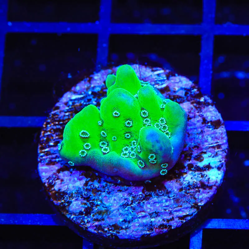 TSA Plutonium Palawanensis Montipora Coral