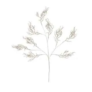 White Coral Branch