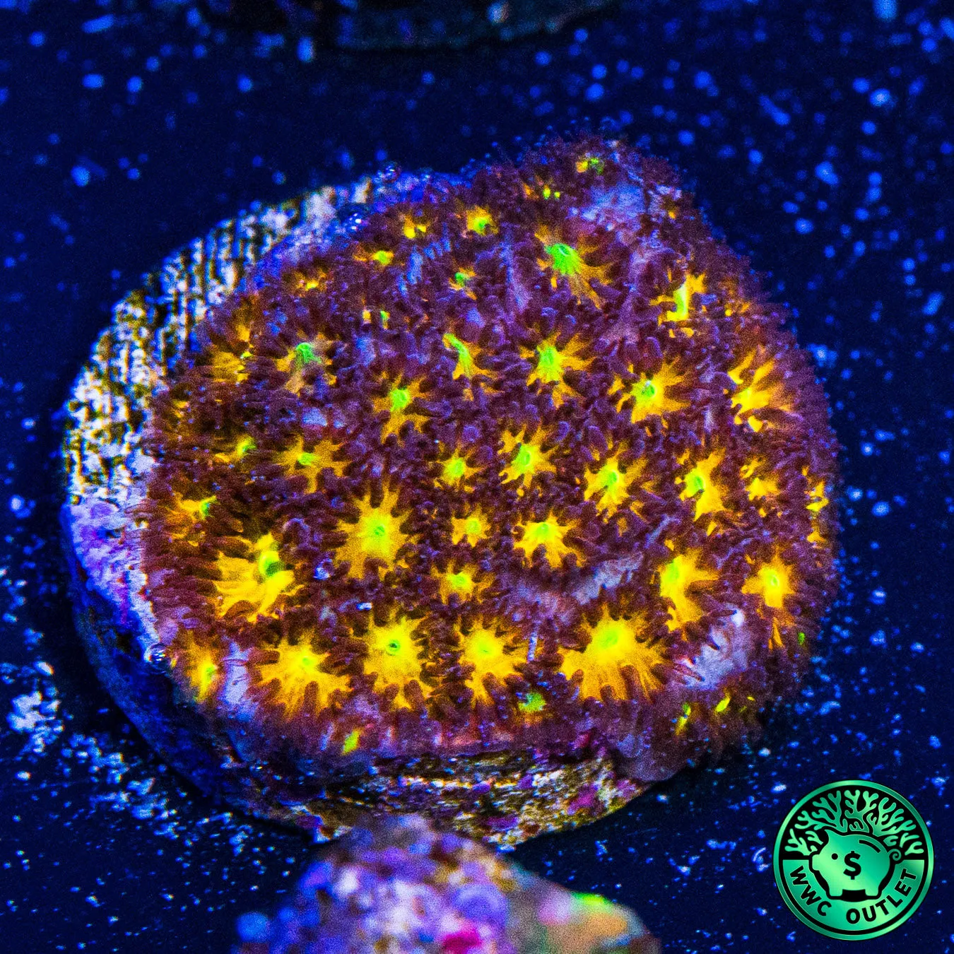 WWC Burning Leptastrea Coral